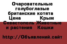 Очаровательные голубоглазые британские котята › Цена ­ 3 500 - Крым, Севастополь Животные и растения » Кошки   